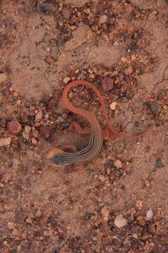 Image of Guinea Fringe-fingered Lizard