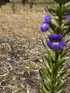 Слика од Stemodia florulenta W. R. Barker