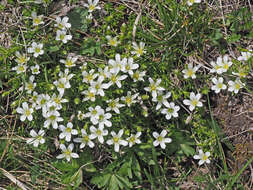 Image of Pseudocherleria imbricata (M. Bieb.) Dillenb. & Kadereit