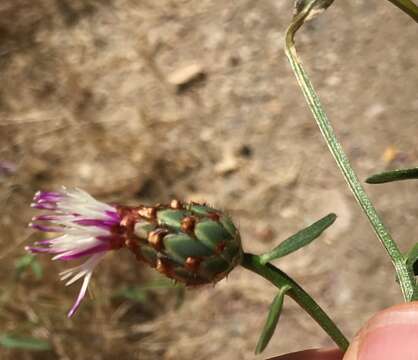 Image of North African knapweed