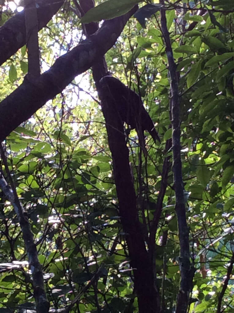 Image of North Island Kaka