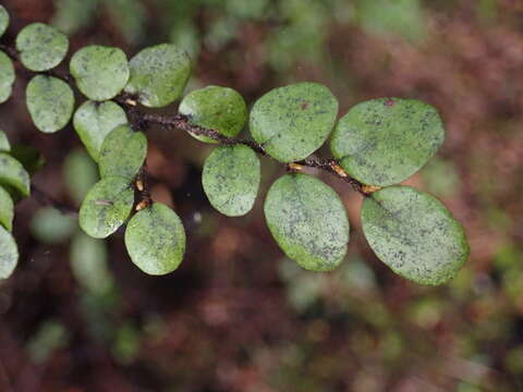 Image of Nothofagus solandri (Hook. fil.) Oerst.