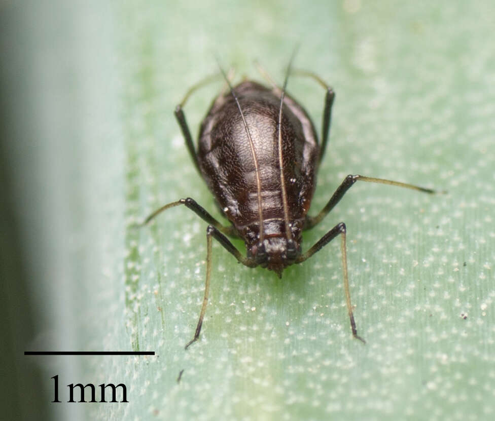 Image of Aphid