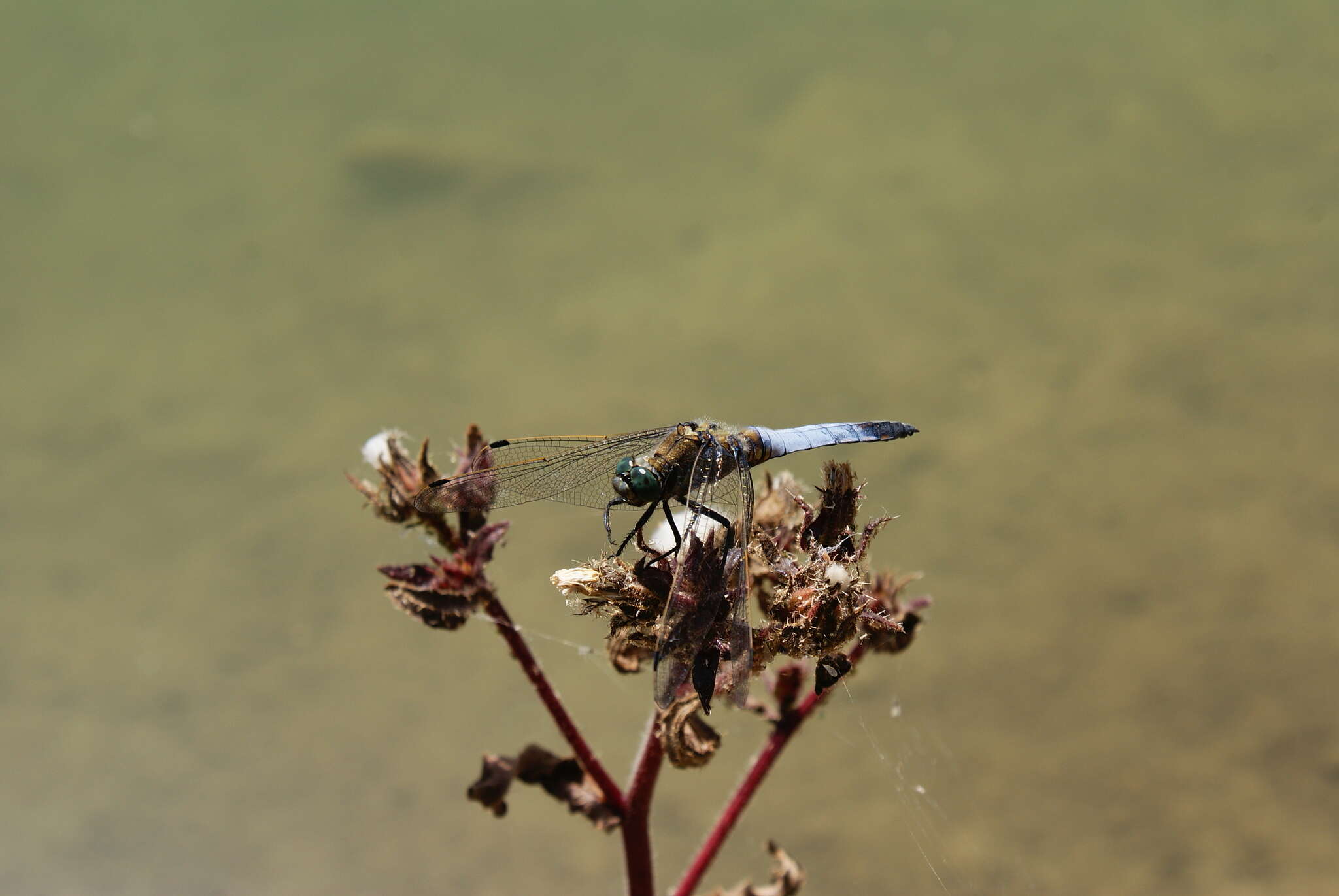 Image of Black-tailed Skimmer