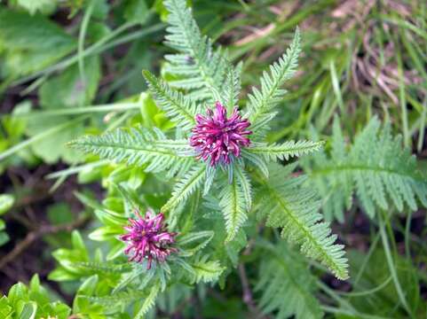 Imagem de Pedicularis recutita L.