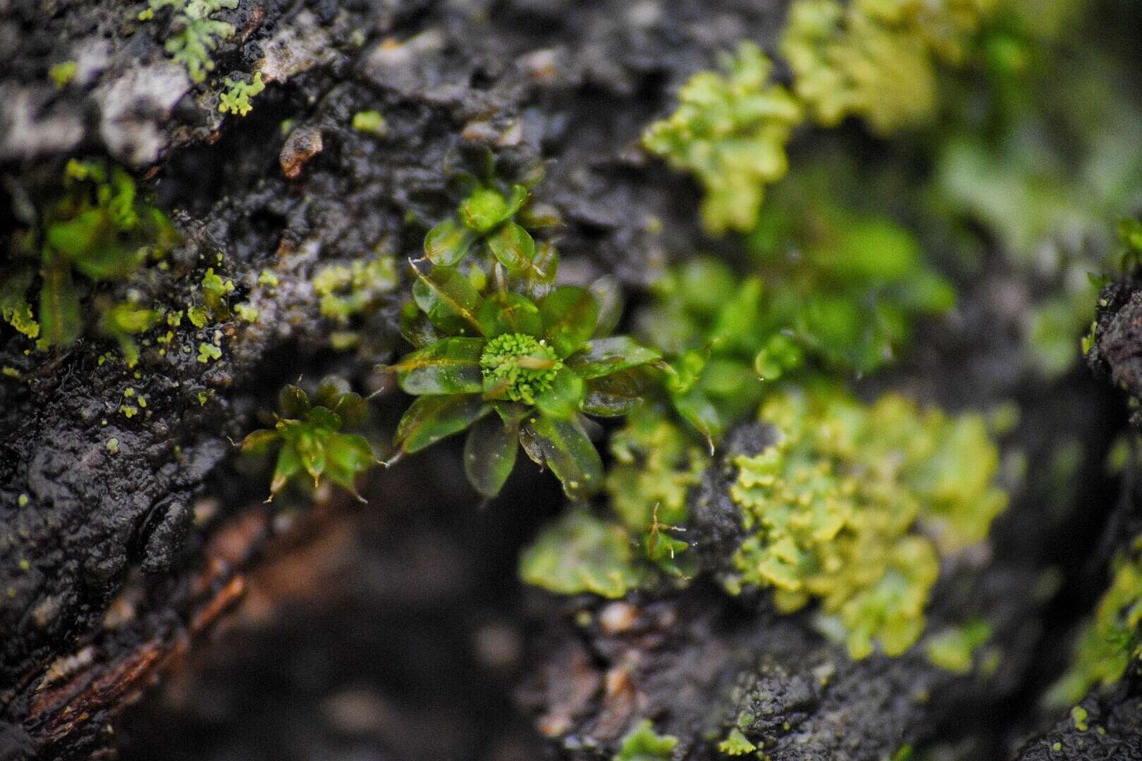 Plancia ëd Syntrichia laevipila Bridel 1819