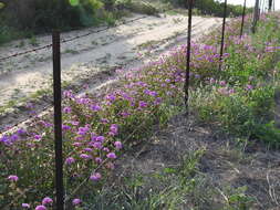 Image of Amelia's Sand Verbena