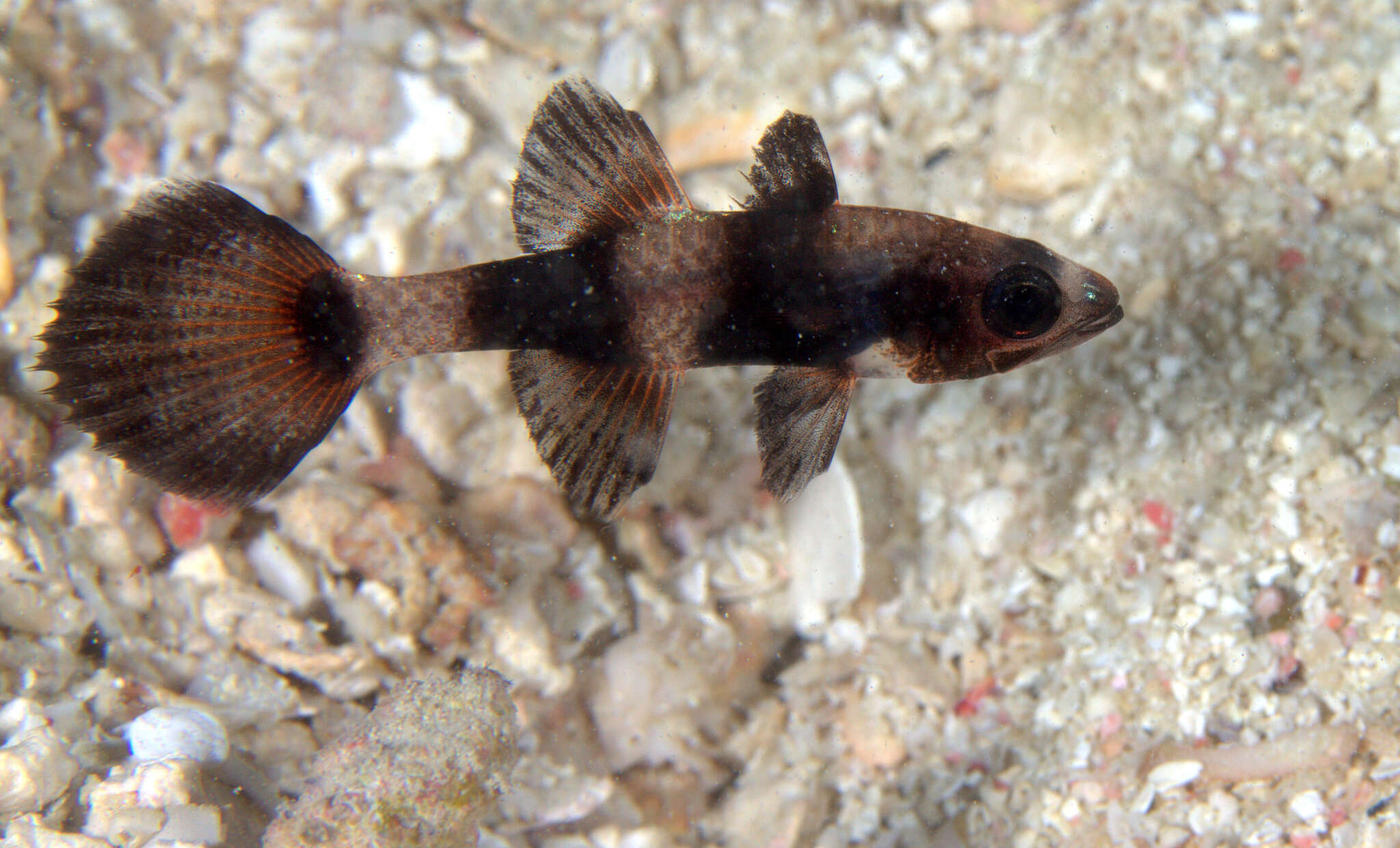 Image de Pseudamia zonata Randall, Lachner & Fraser 1985