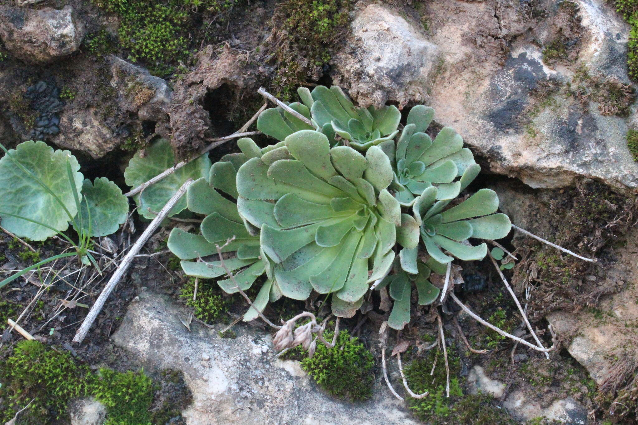 Image of Rosularia sempervivum (Bieb.) Berger