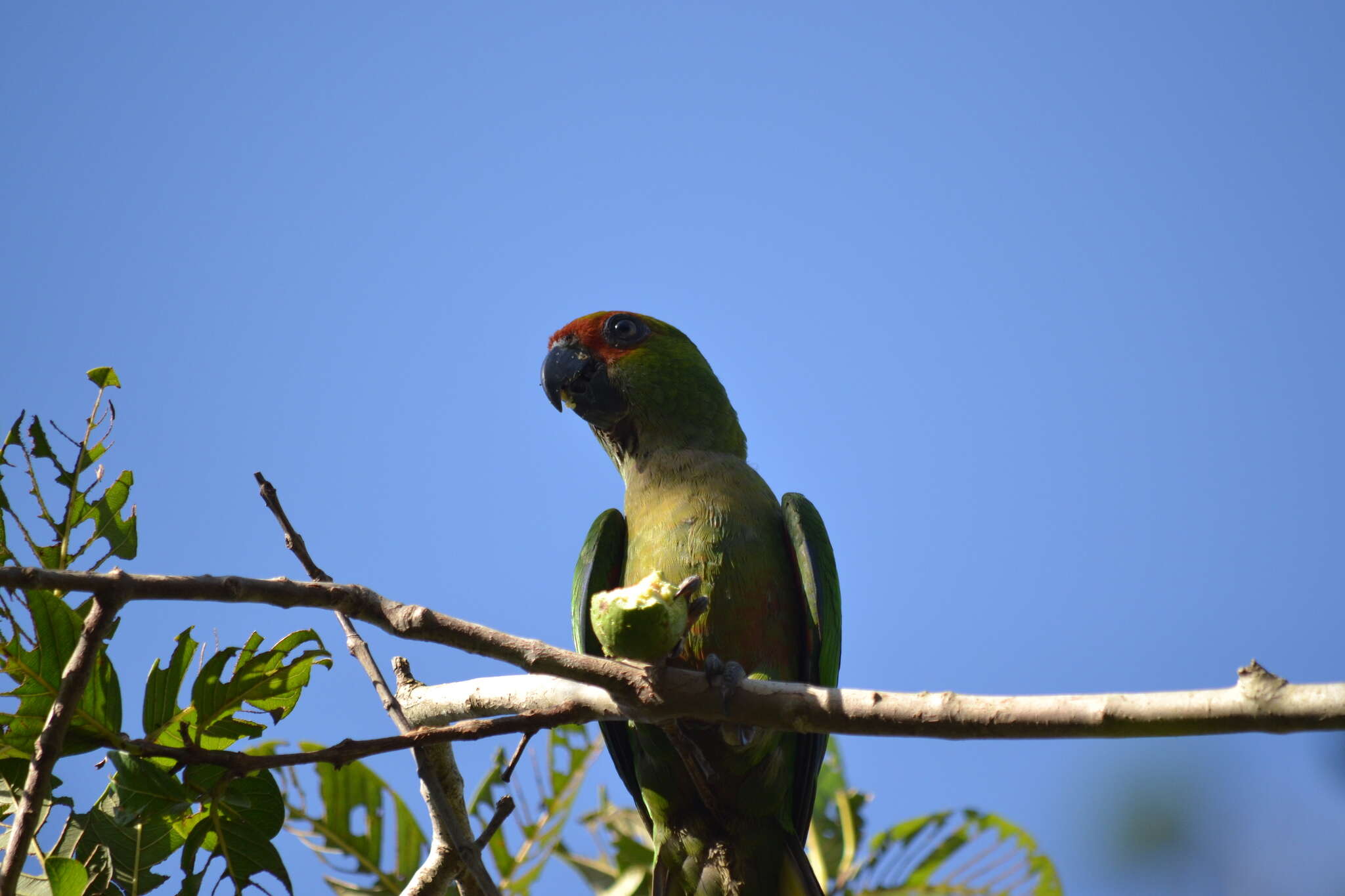 Image of Golden-capped Conure