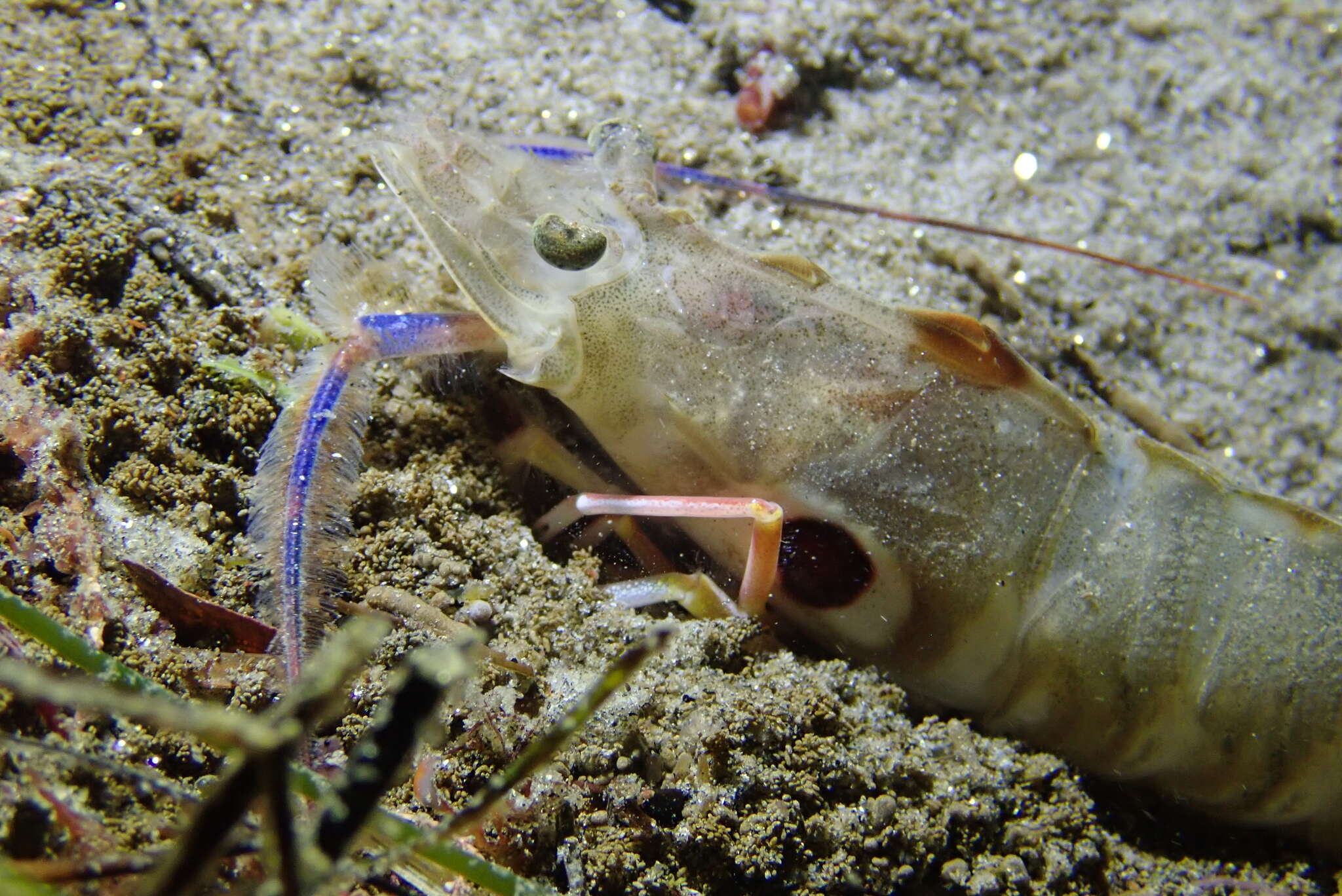 Image of target rock shrimp