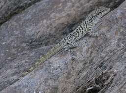 Anolis bonairensis Ruthven 1923 resmi