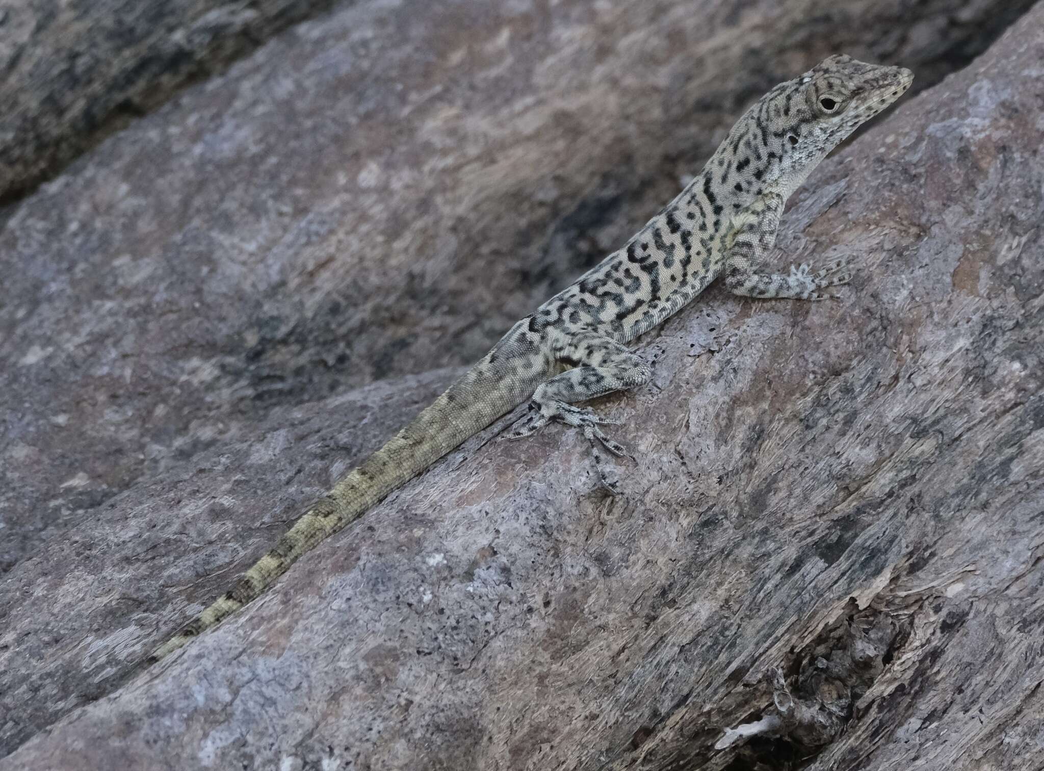 Anolis bonairensis Ruthven 1923 resmi