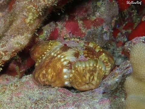 Image of jeweled anemone hermit