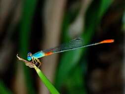 Image of bi-coloured damsel