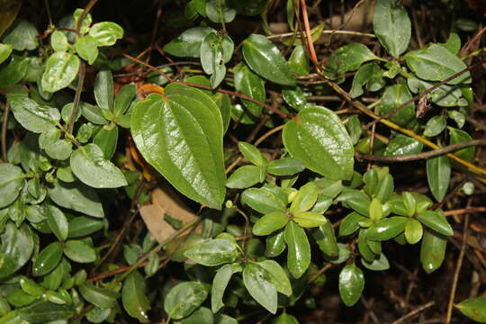 Image of Smilax tomentosa Kunth