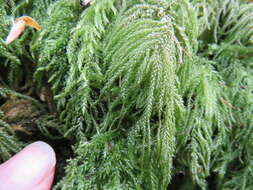 Image of thamnobryum moss