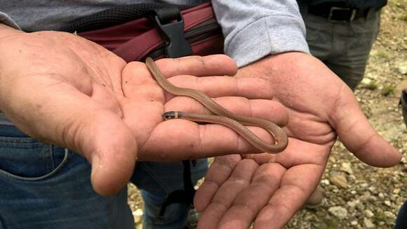 Image of Bocourt's Black-headed Snake