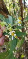 Image of Montanoa leucantha subsp. arborescens (A. P. DC.) V. A. Funk