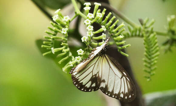 Image of Ideopsis vitrea Blanchard 1853