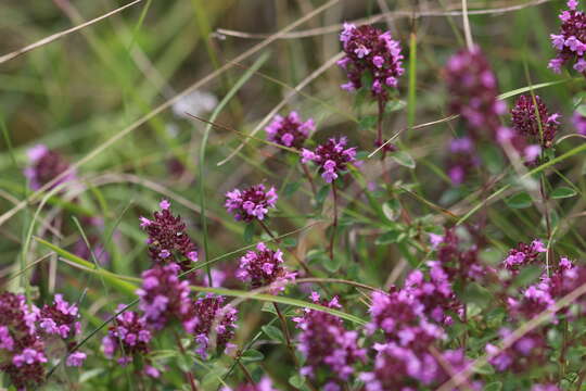 Image of Thymus pulegioides subsp. pulegioides