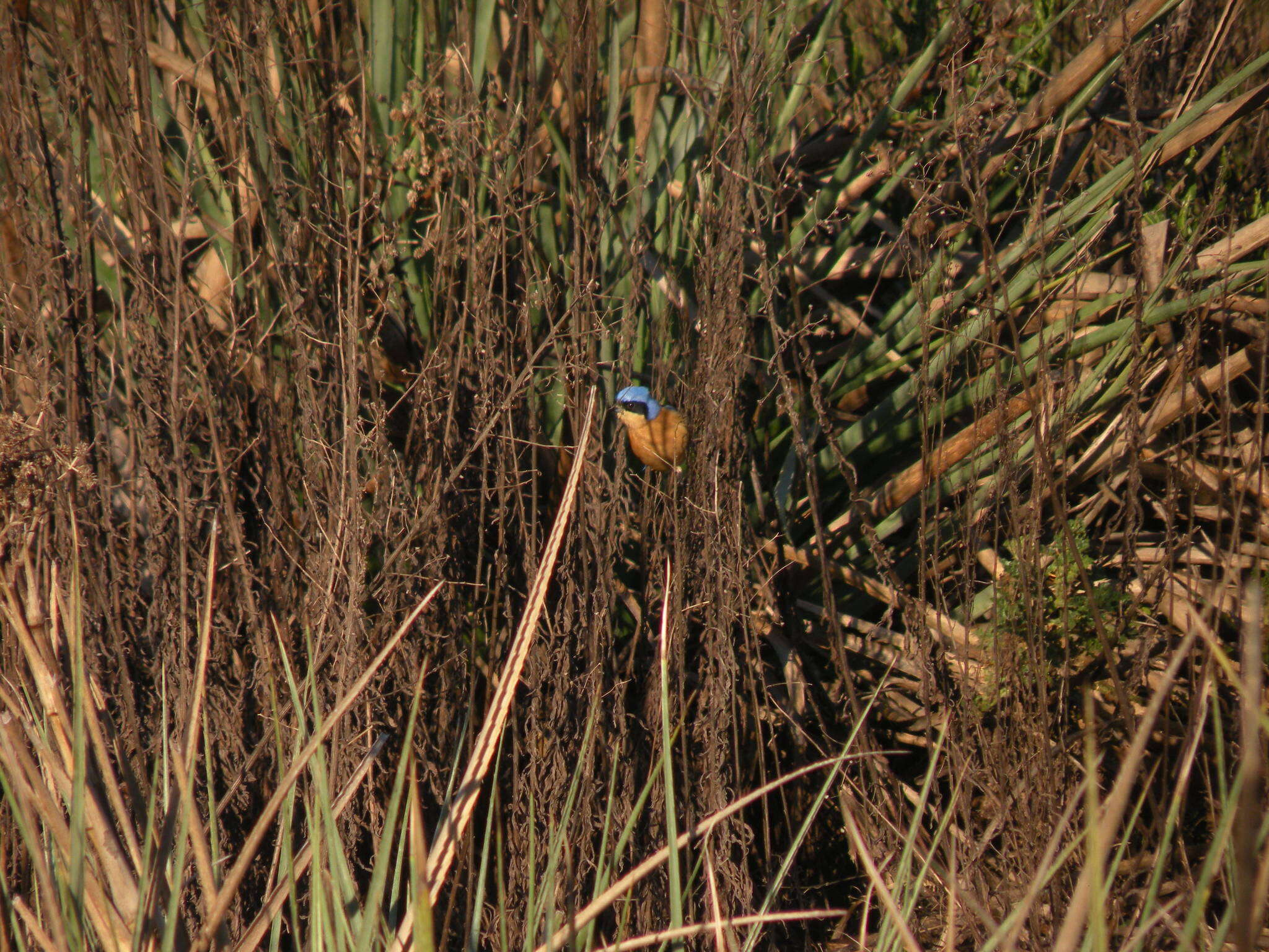 Image of Pipraeidea Swainson 1827