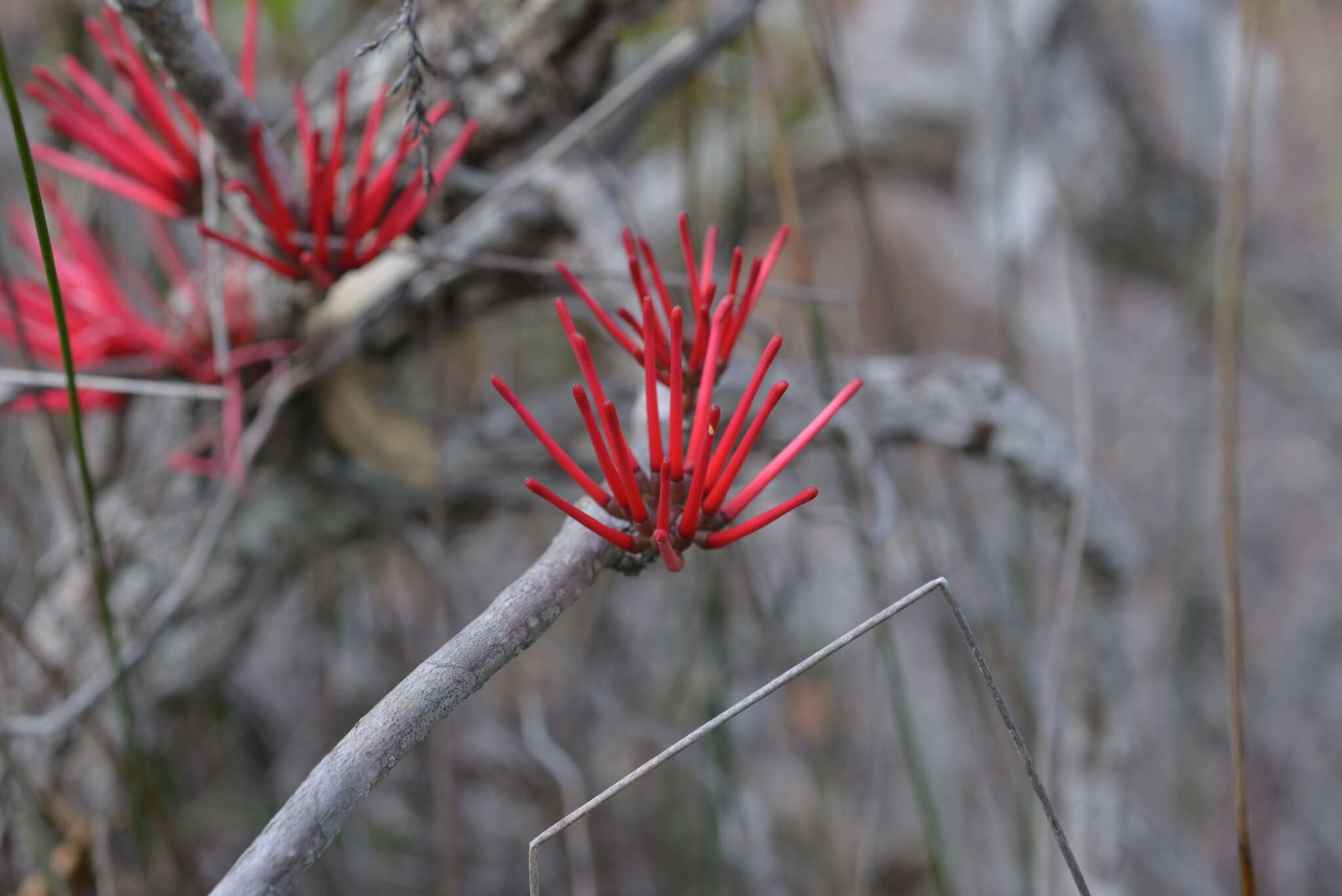 Imagem de Amyema scandens (Tieghem) Danser