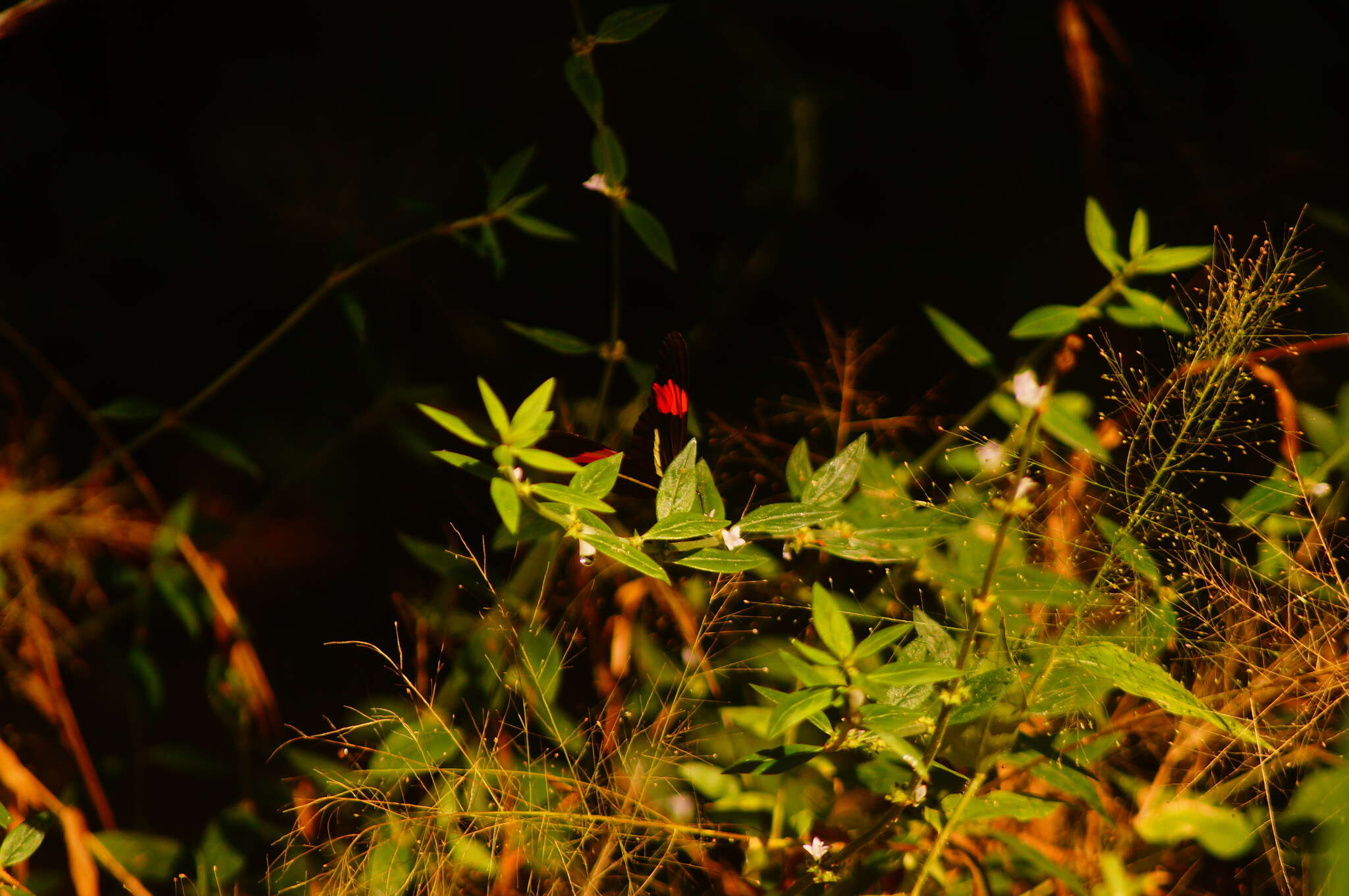 Image of Crimson Patched Longwing