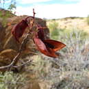 Image of <i>Gelrebia bracteata</i>