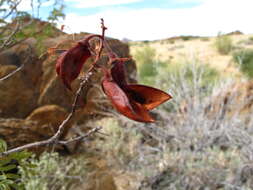 Image of <i>Gelrebia bracteata</i>