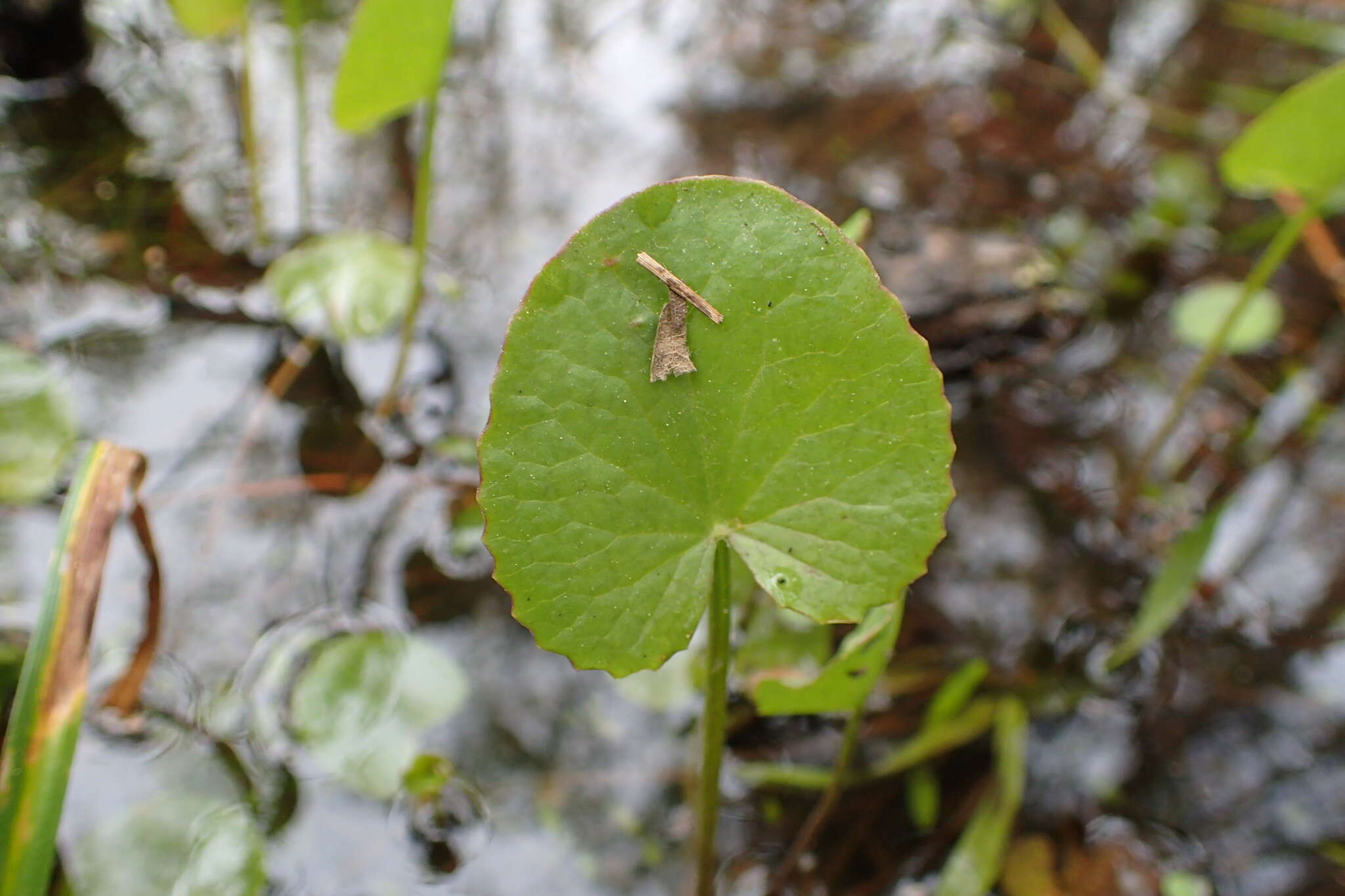 Image of Stiff Spadeleaf