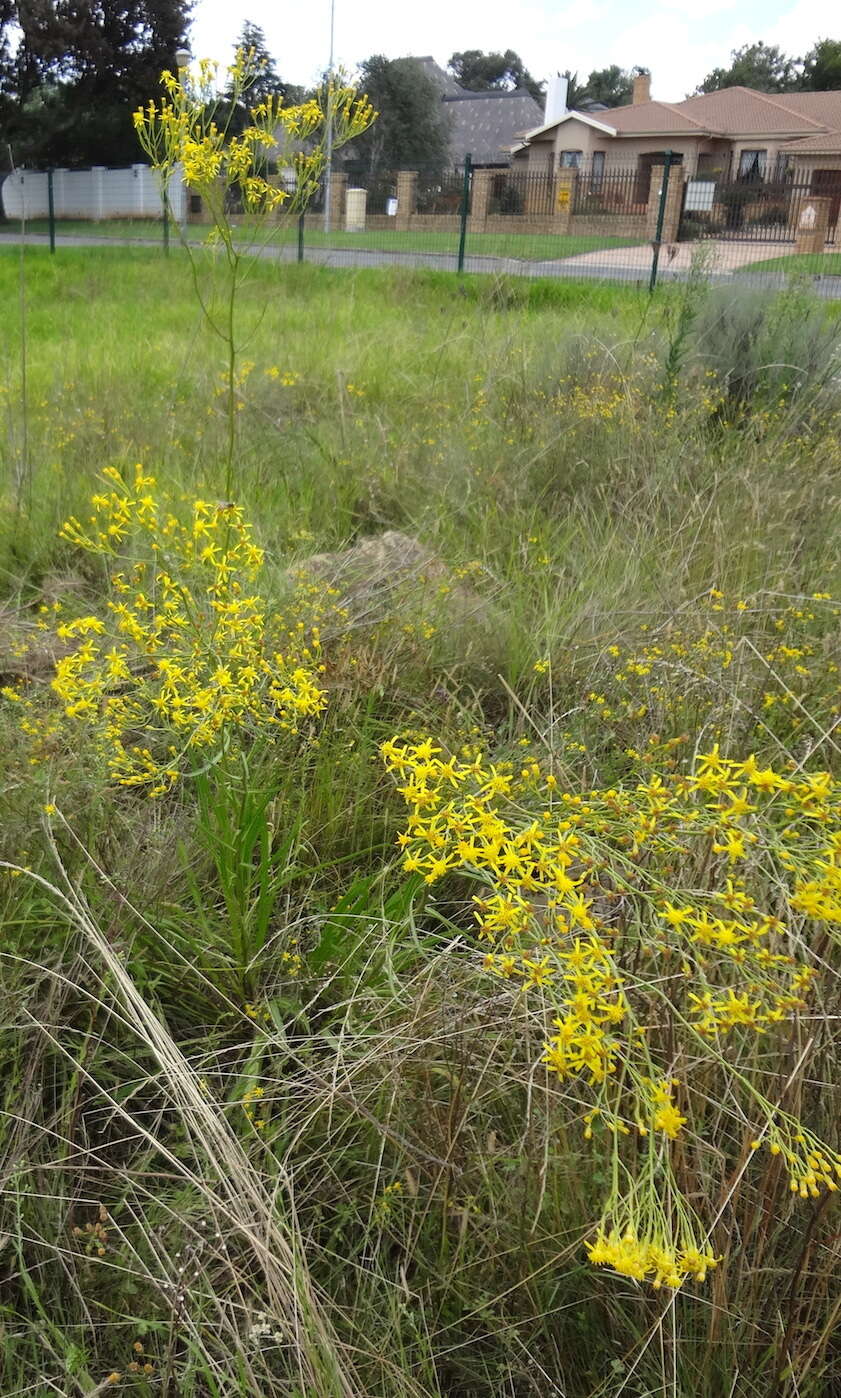 Image of Senecio inornatus DC.