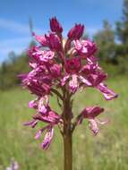 Image de Orchis hybrida (Lindl.) Boenn. ex Rchb.