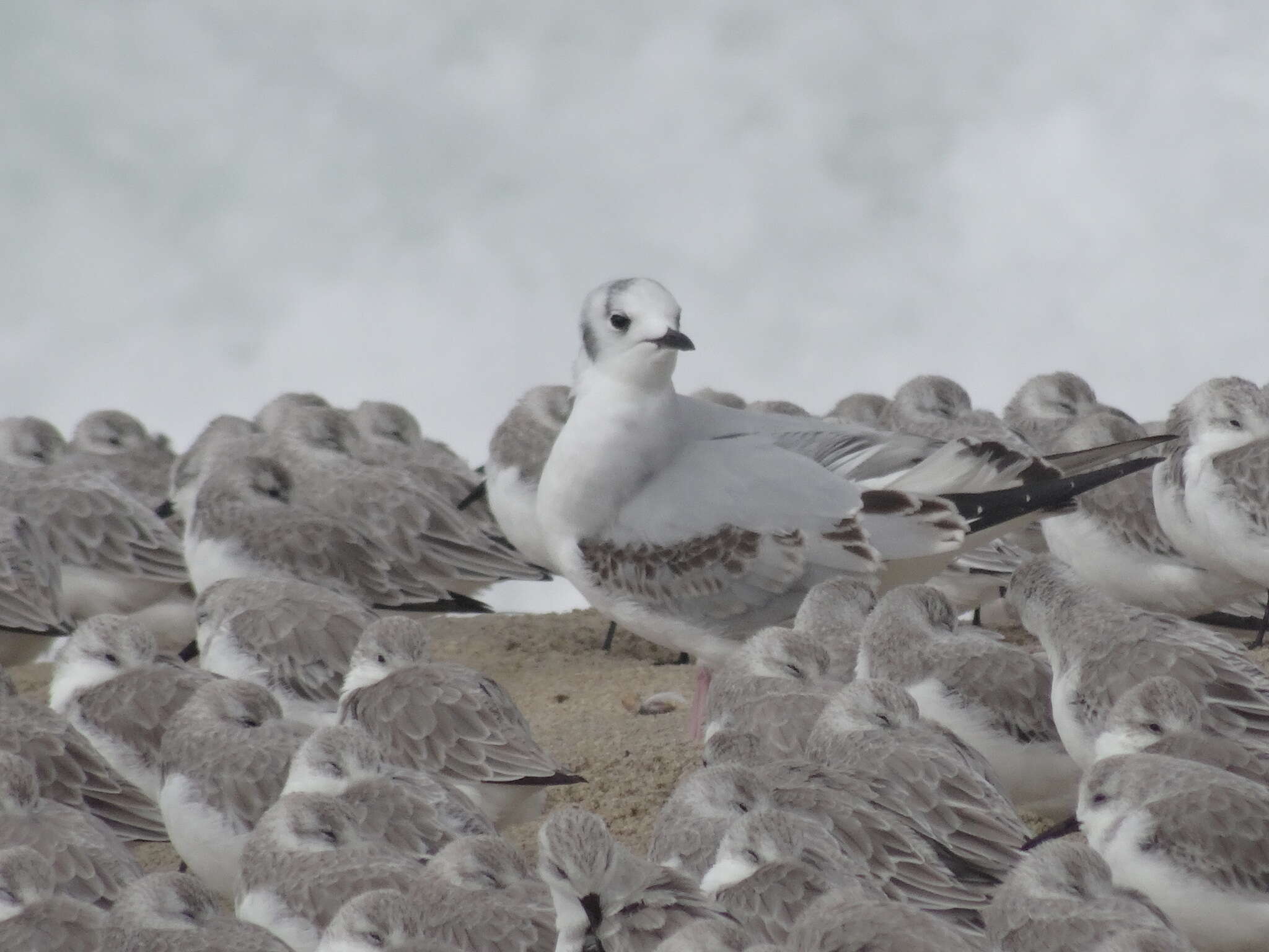 Image of Bonaparte's Gull