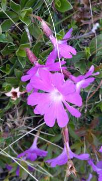 Image of Primula wulfeniana Schott