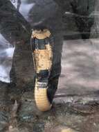 Image of Egyptian Cobra