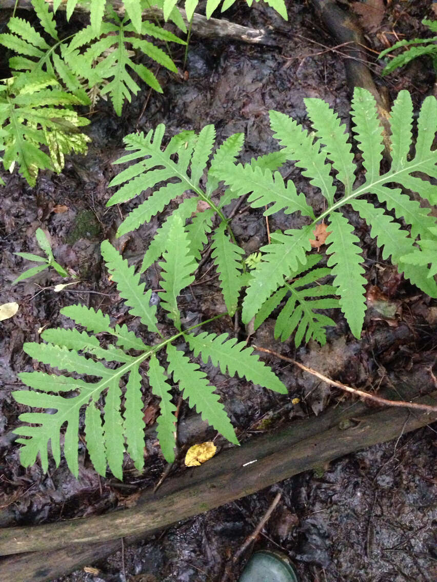 Image of sensitive fern