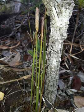 Image of Actinostachys intermedia (Mett.) Reed