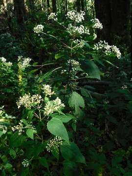 Image of Ageratina roanensis