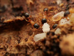 Image of Tetramorium bicolor Viehmeyer 1914