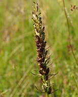 Image of Western Marsh-orchid