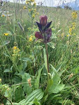 Image of Gentiana purpurea L.