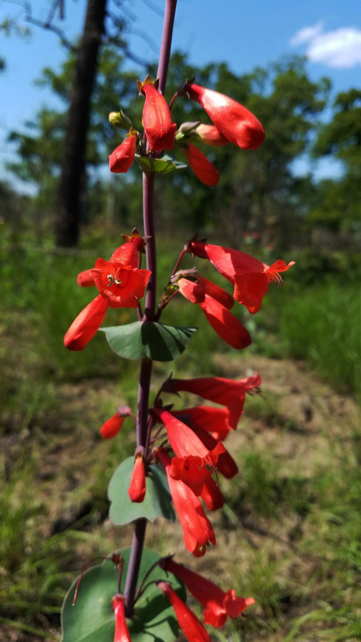 صورة Penstemon murrayanus Hook.