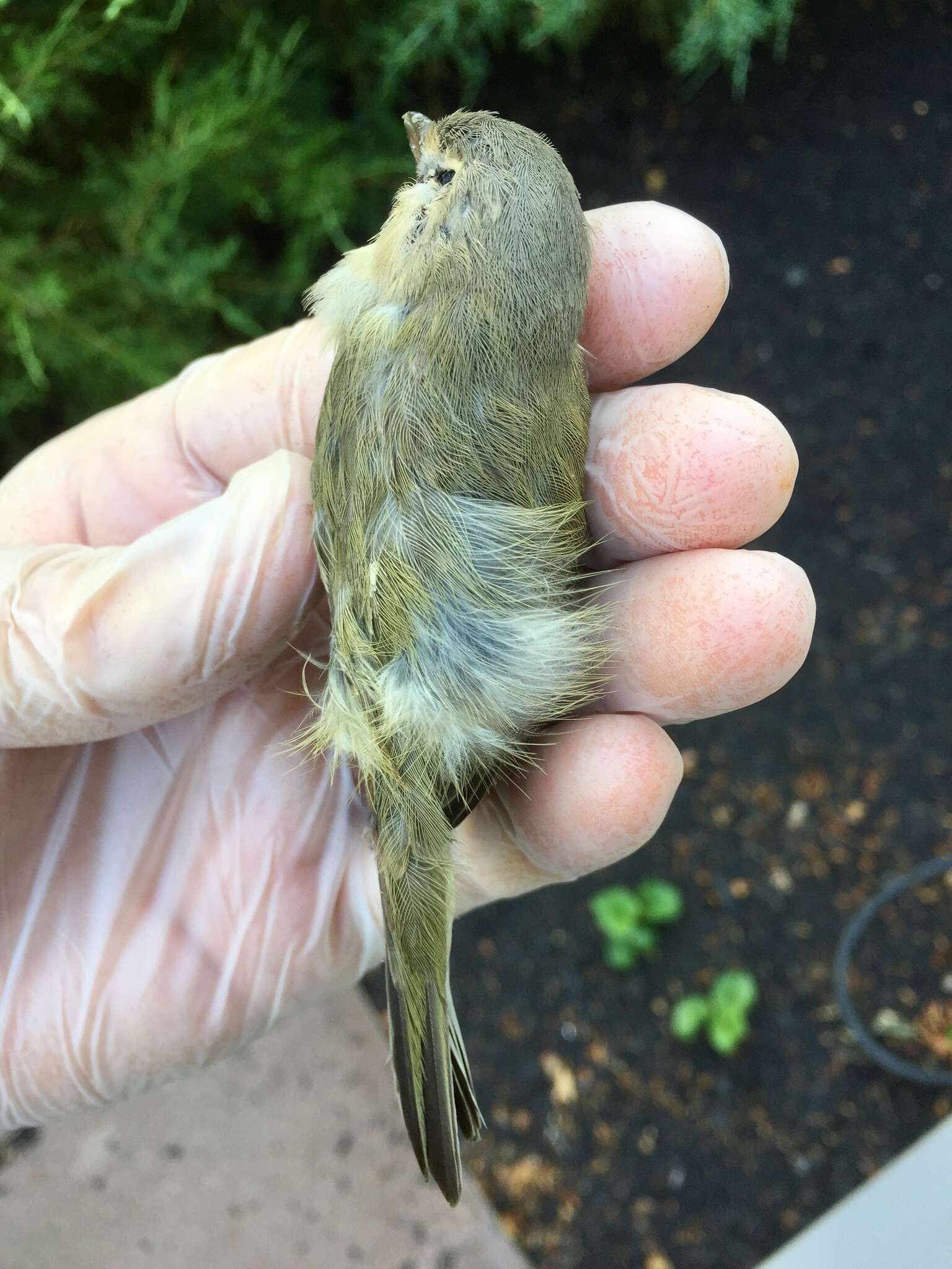 Image of Vireo gilvus gilvus (Vieillot 1808)