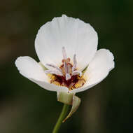 Image of Palmer's mariposa lily