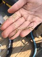 Image of horned pondweed