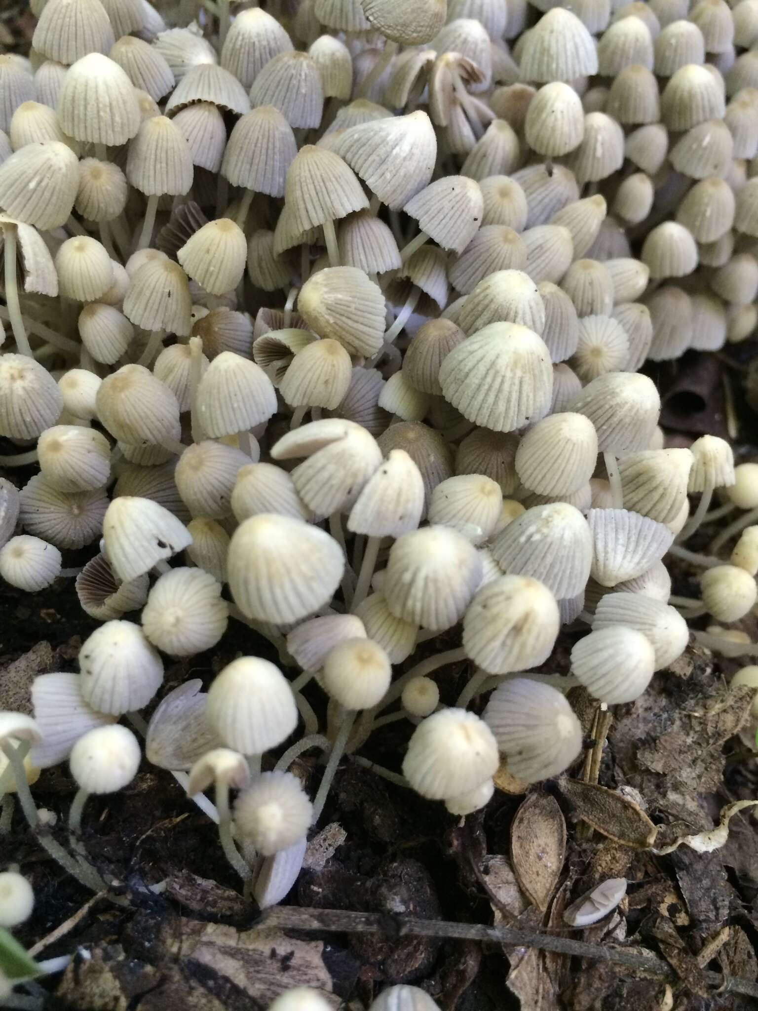 Image of Trooping Inkcaps