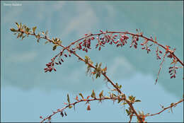 Image of Berberis integerrima Bge.