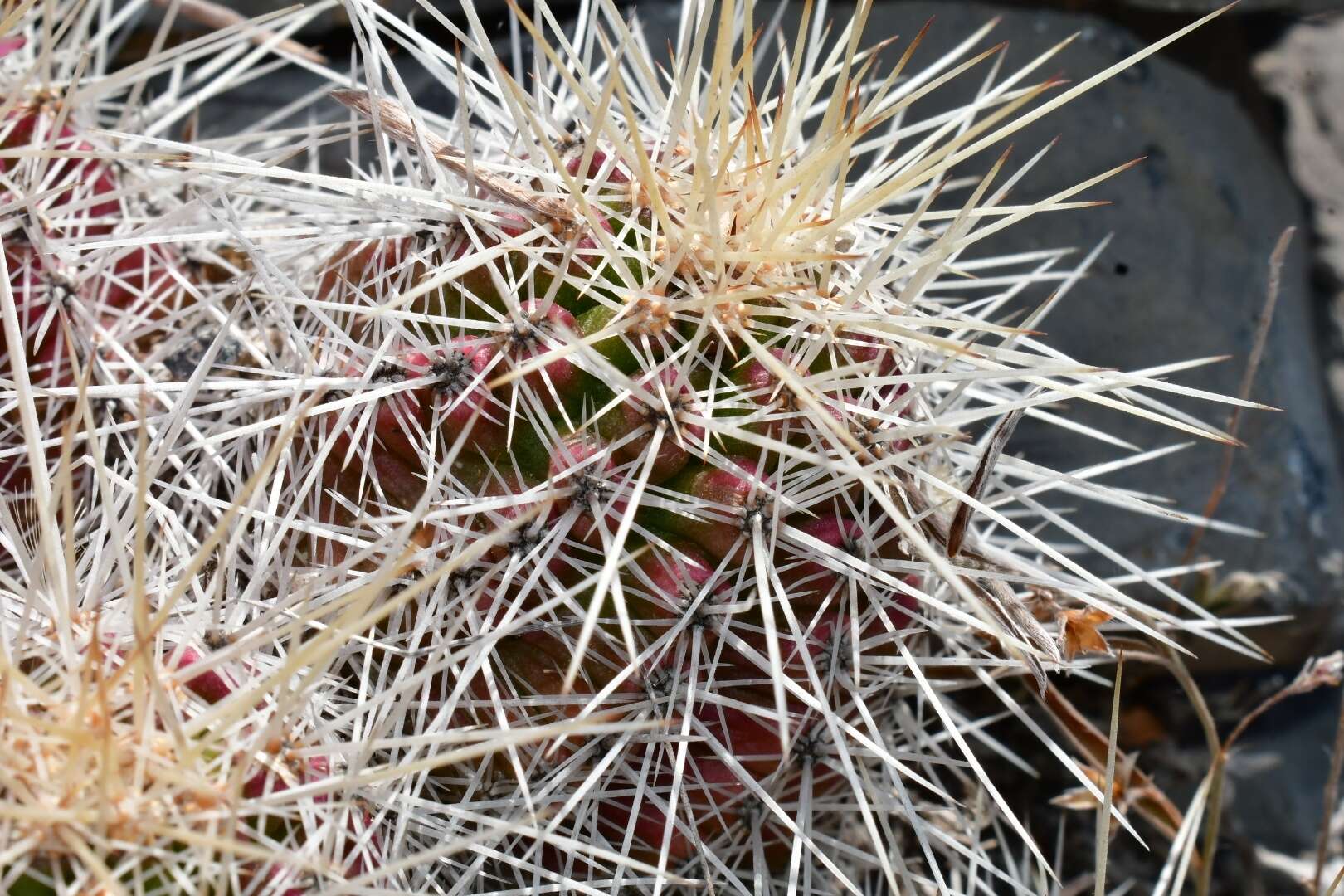 Image of Echinocereus parkeri subsp. parkeri