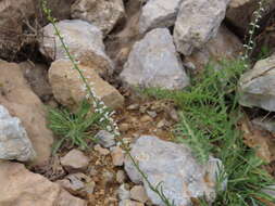 Image de Anarrhinum forskaohlii (J. F. Gmel.) Cuf.